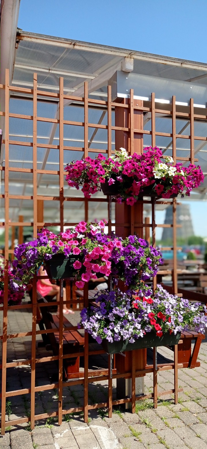 summer flowers