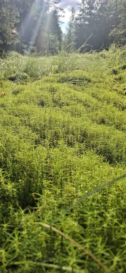 green, Wilderness वॉलपेपर