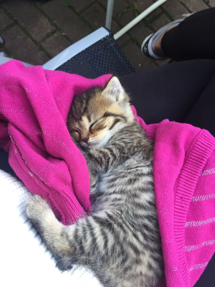 Katze
