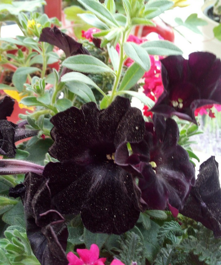 Pitunie schwarz