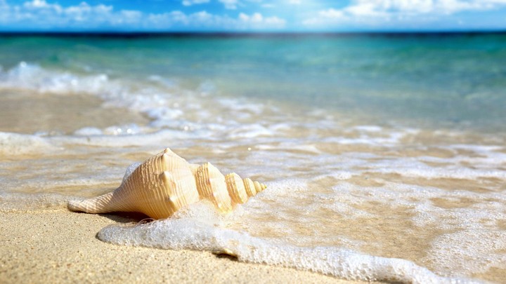 Solitary shell