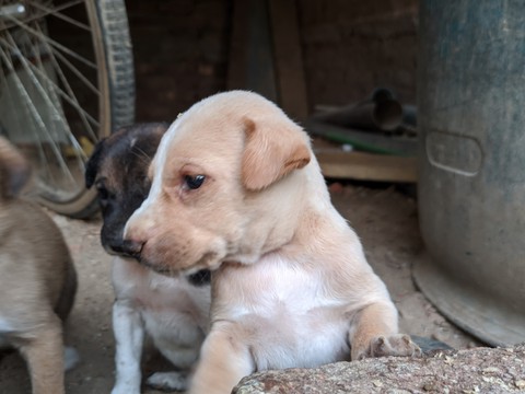 pet