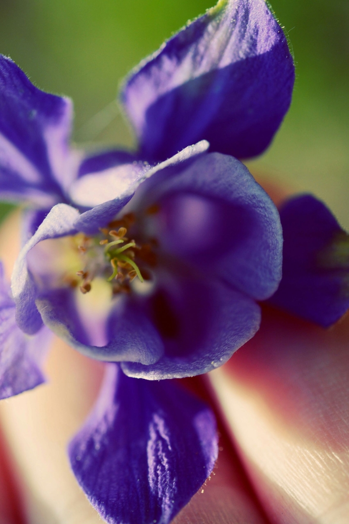 Lavender color