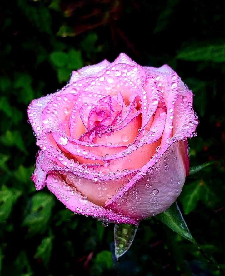After rain