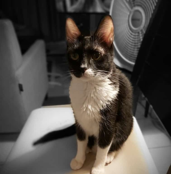 cat
