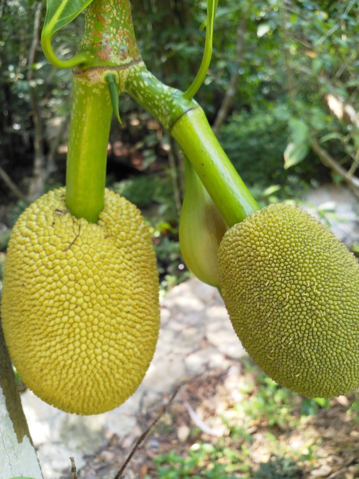 水果近拍