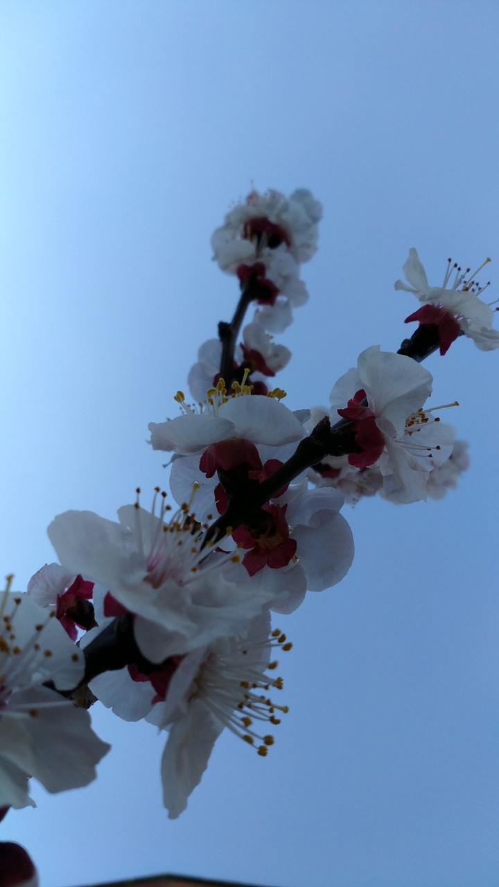 Flor de albaricoque 3