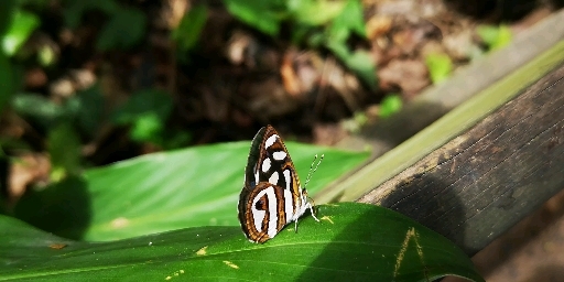 Borboleta