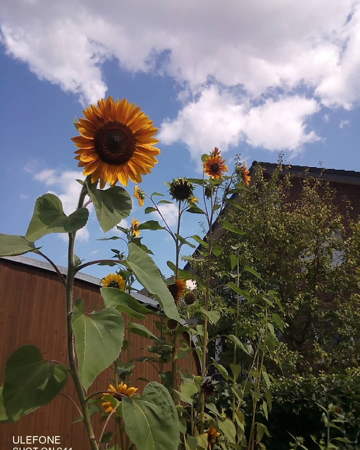 Sunflower