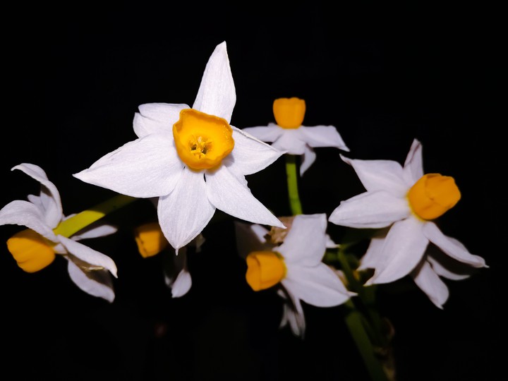 narges flower.sepid