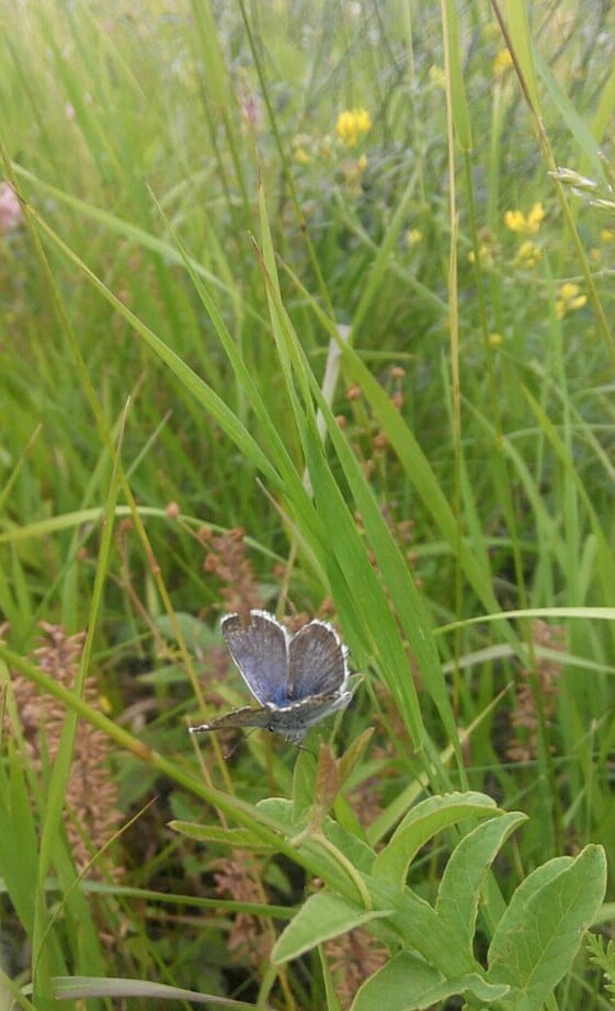 butterfly