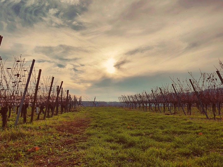 vine
