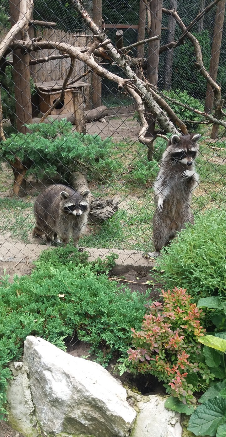 raccoon
