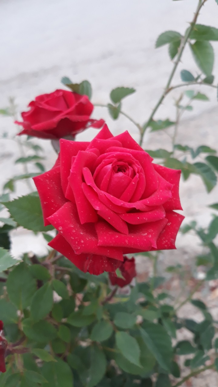 red rose