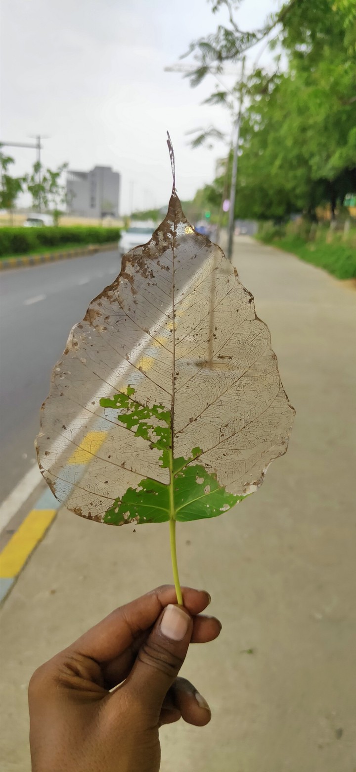 #leaf