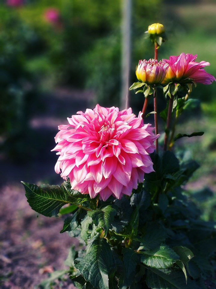 flowers