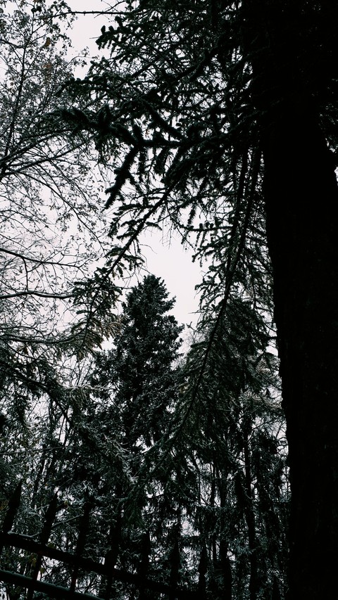 снежный лес