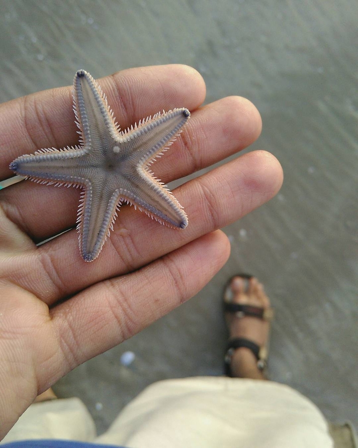Starfish