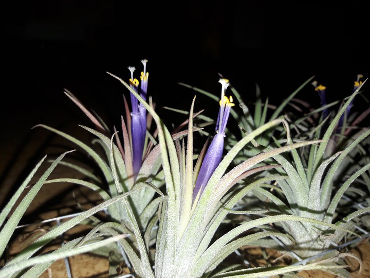 different flower