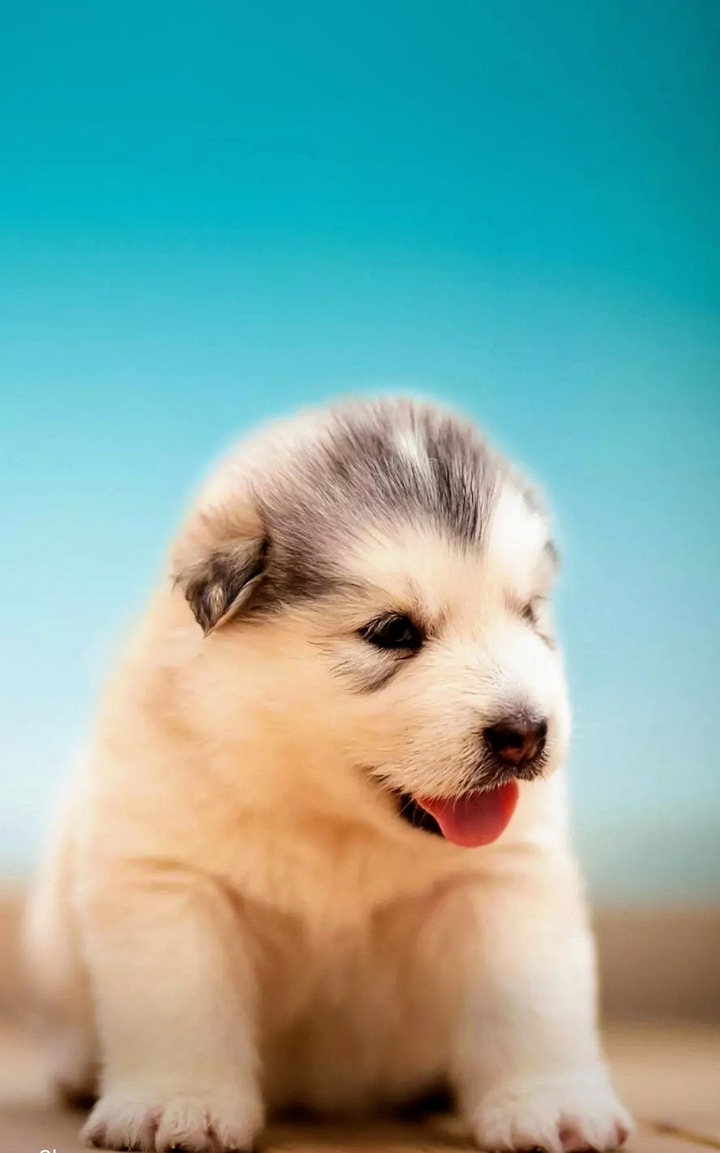 puppy