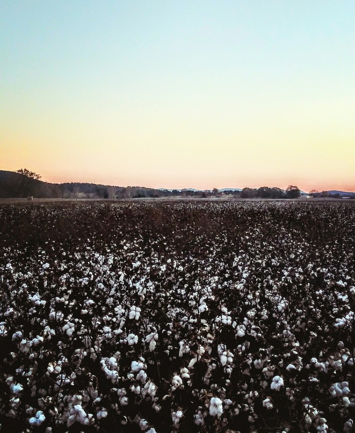 Cotton on Sunset