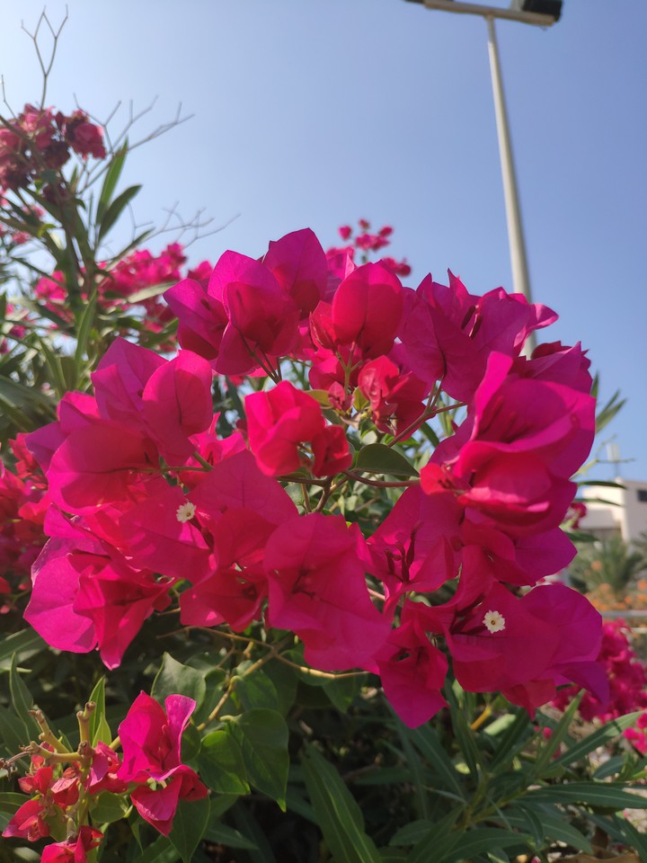 flower