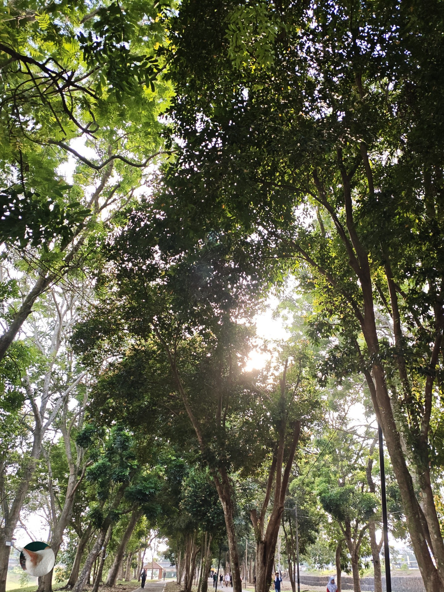 шпалери vegetation, daytime