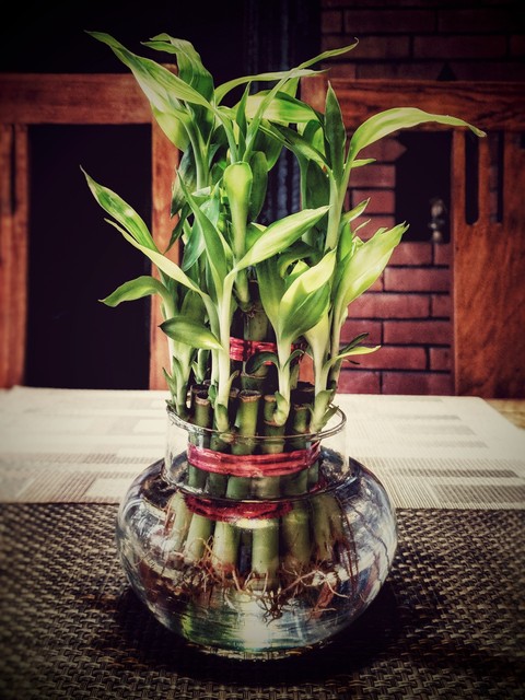 Lucky Bamboo