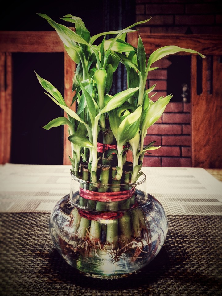 Lucky Bamboo