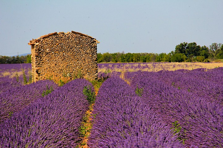 Lavender field landscape