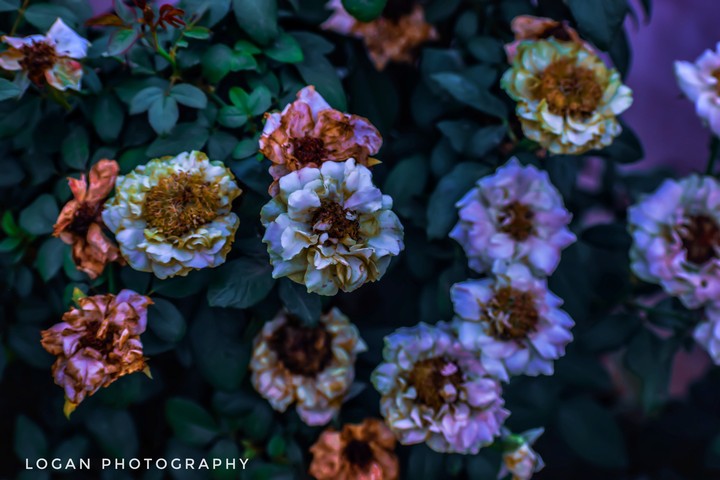rose