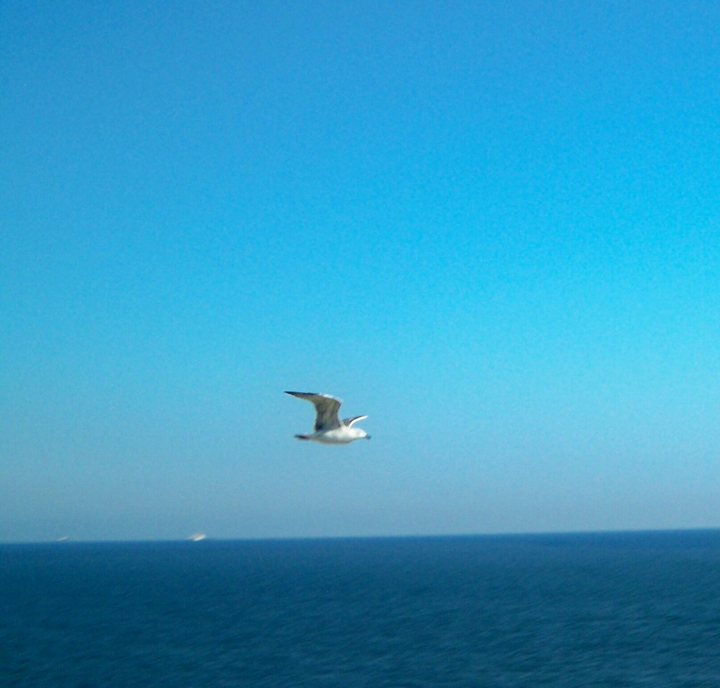 bird