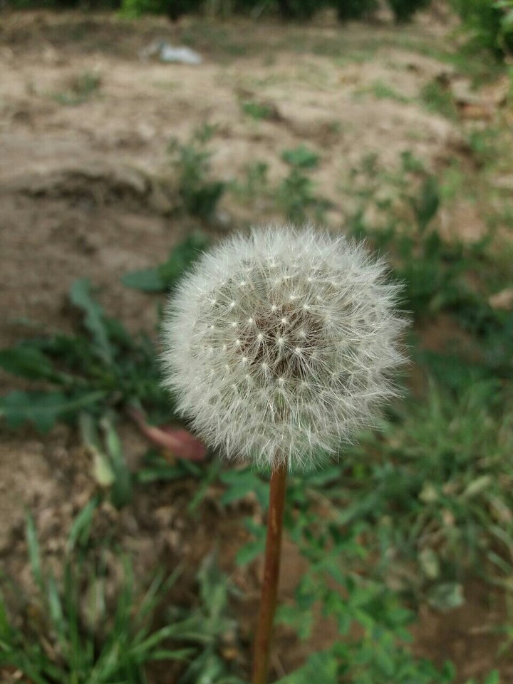 iran semnan dehmola