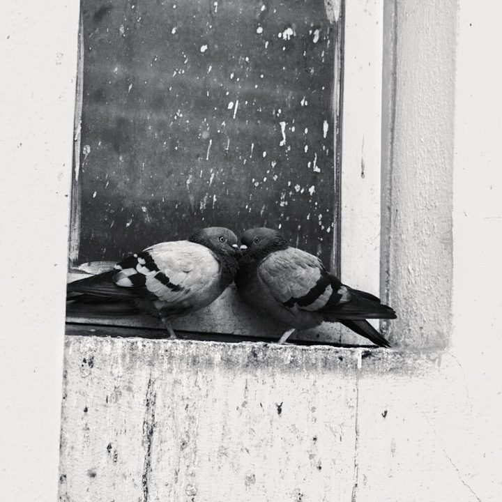 doves