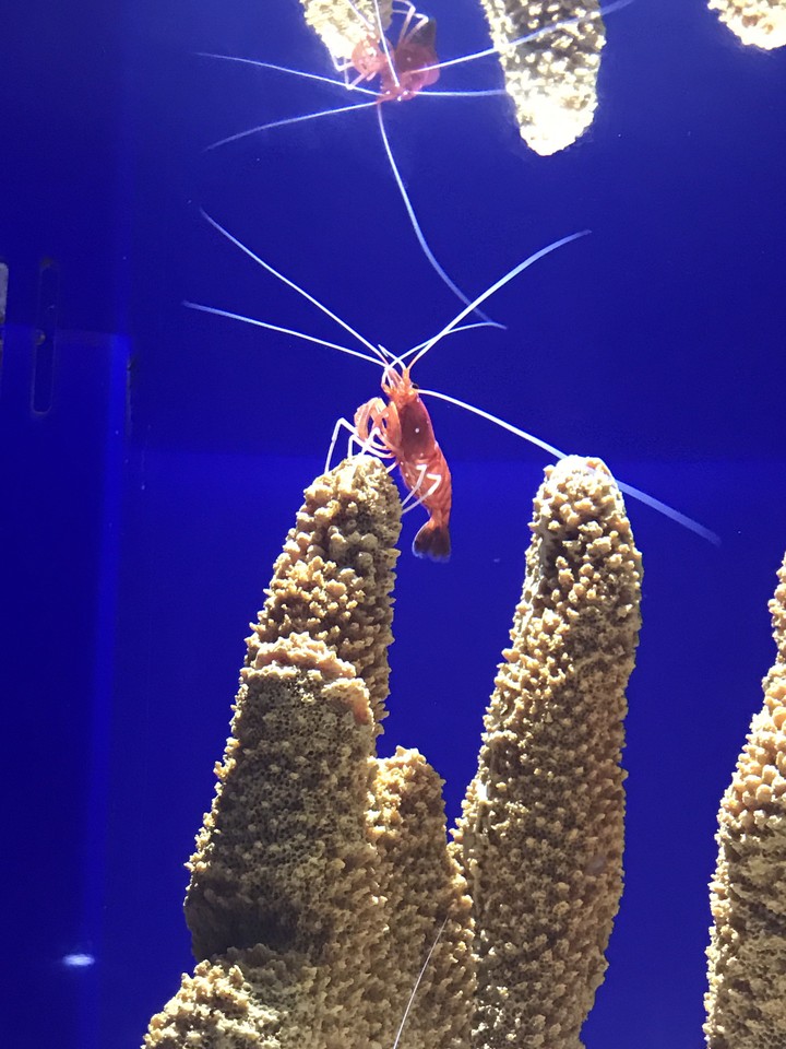 underwater