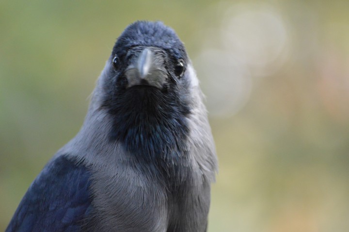 Crow