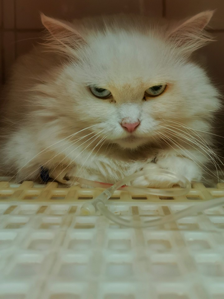 Meow