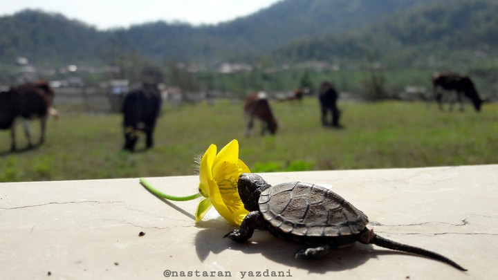 طبیعت بکر ماسال♡♧
