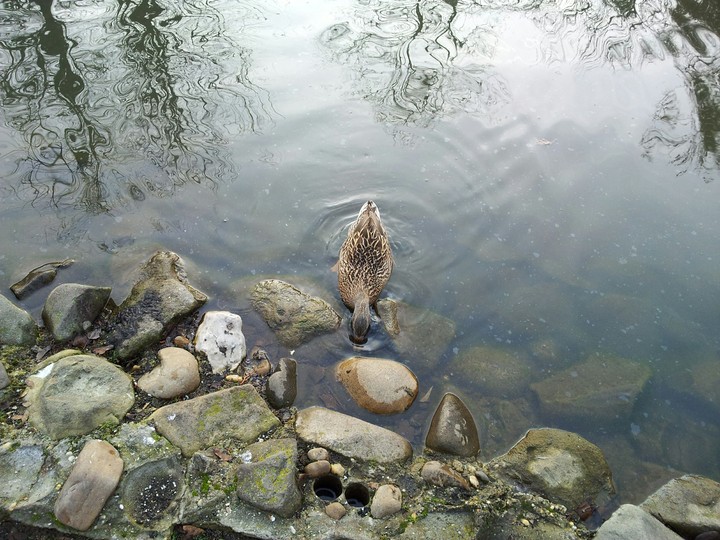 Duck