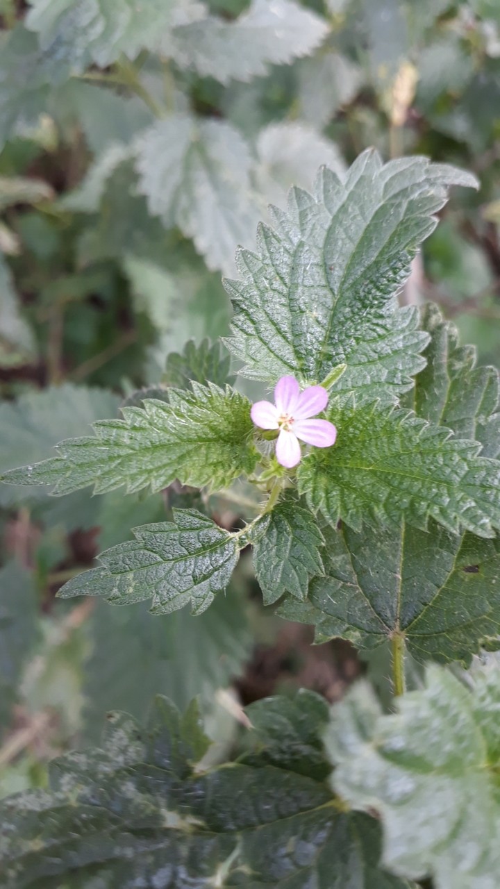 Little Flower