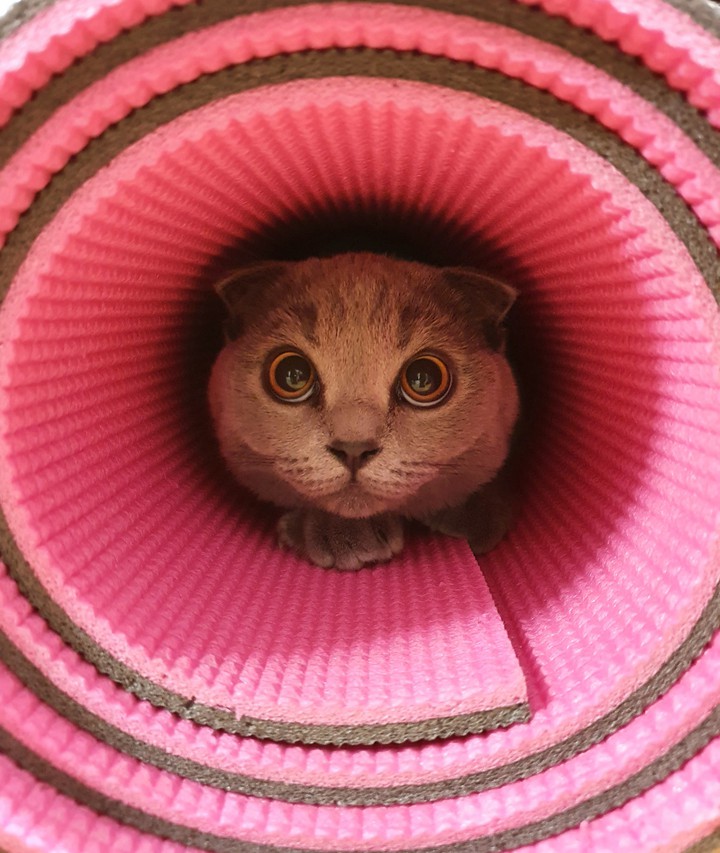cat