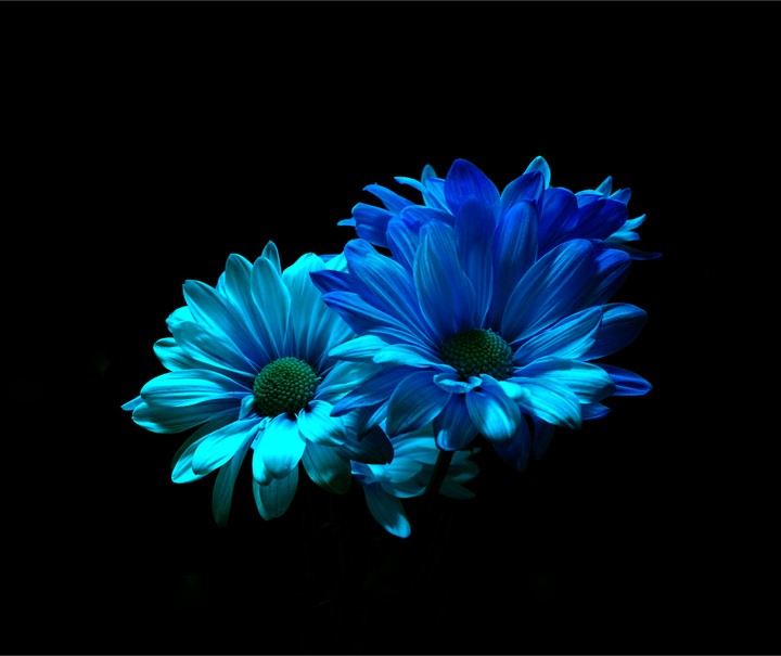 gerbera