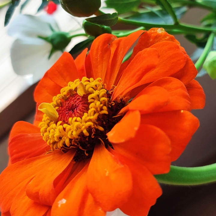 zinnia elegans 2