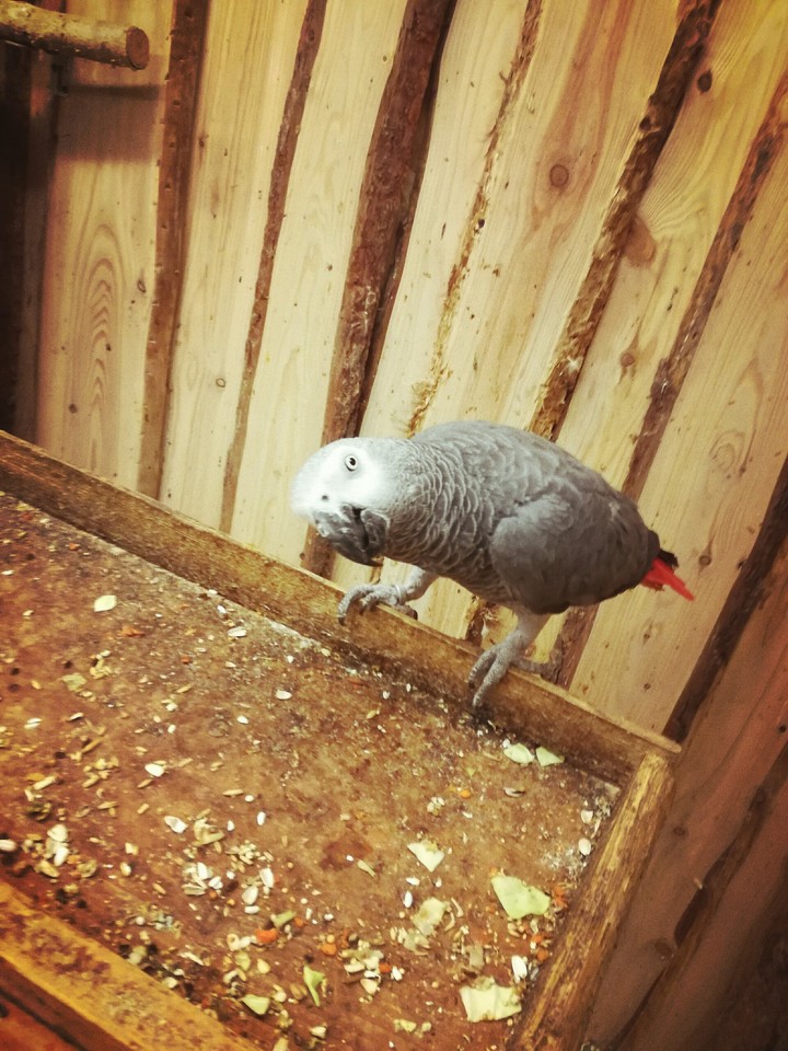 papugi