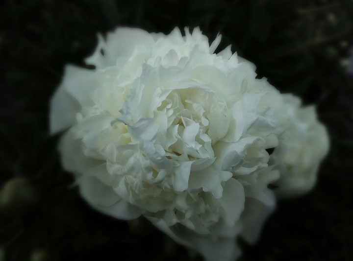 the Flower