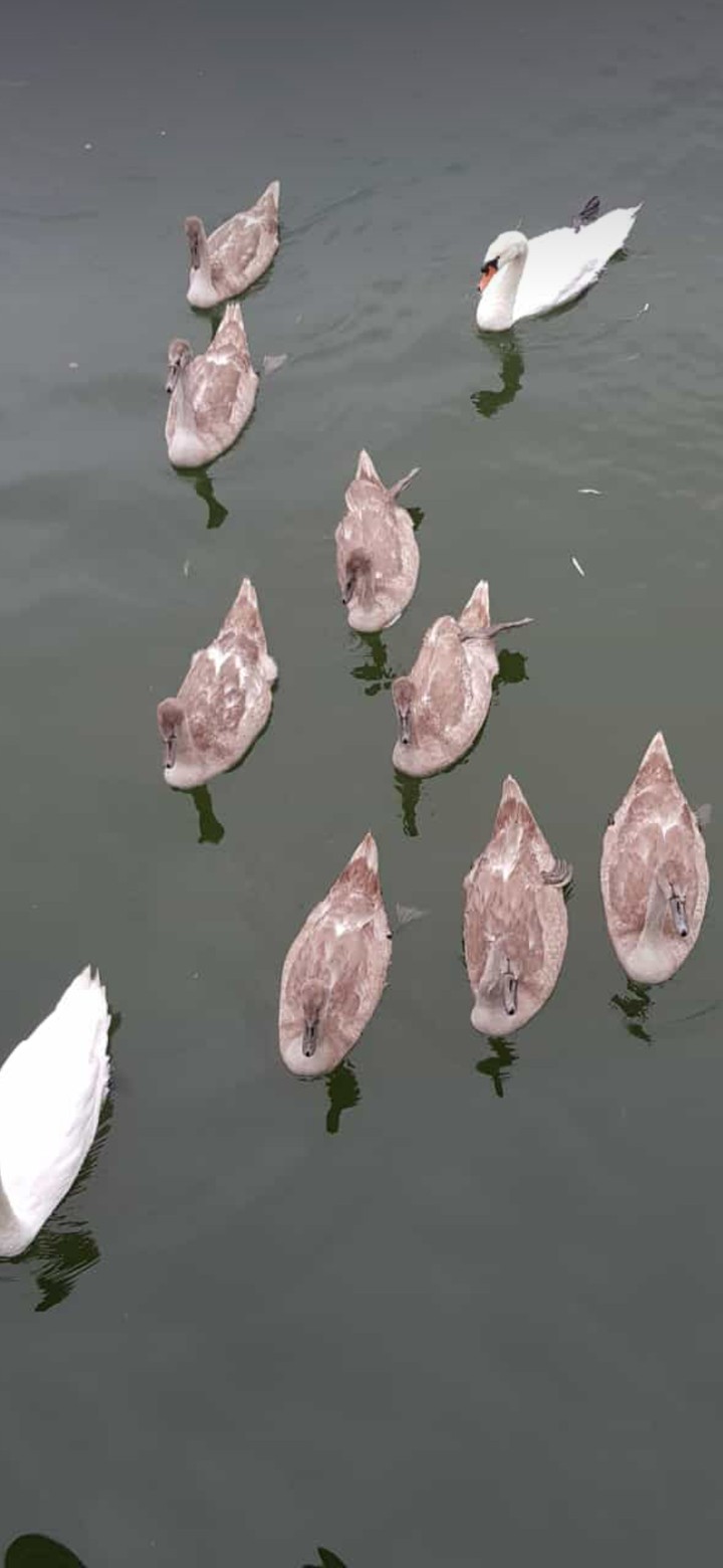 Gänsefamilie