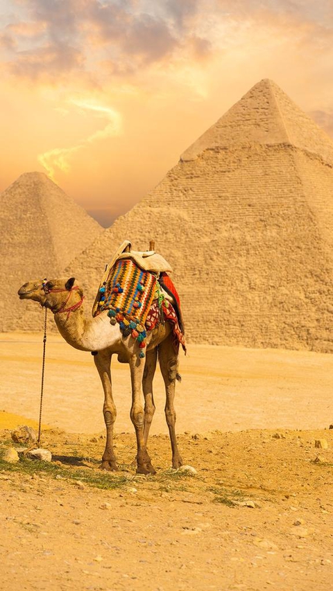 Camel