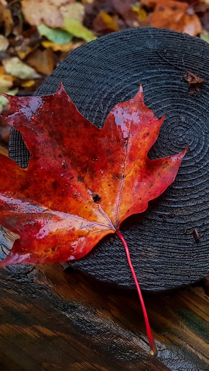 Autumn