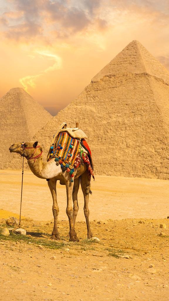 Camel