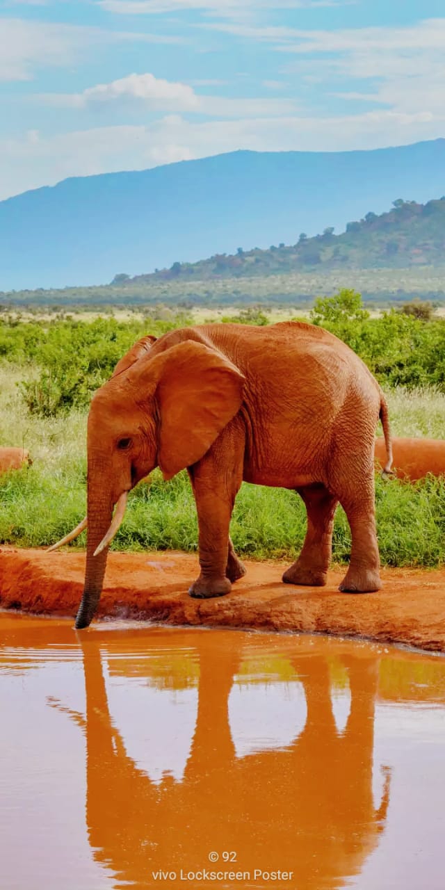 Elephant